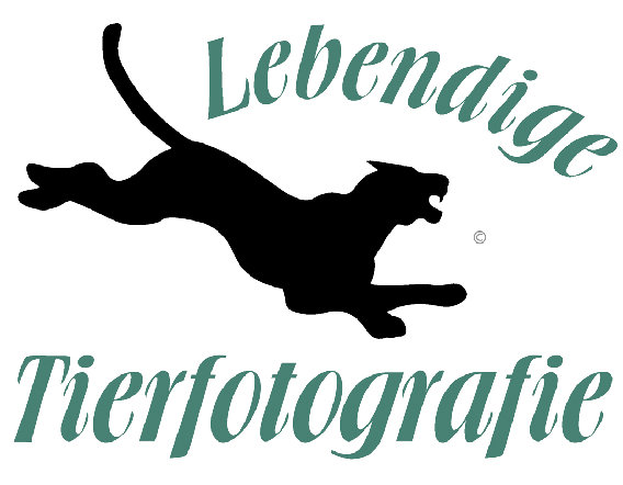 Atelier für Kunstfotografie Ramona Stöpgeshoff in Hagen in Westfalen - Logo