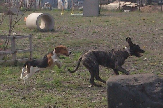 Hundebasis Erfurt - Ihre Hundeschule vor Ort! in Erfurt - Logo