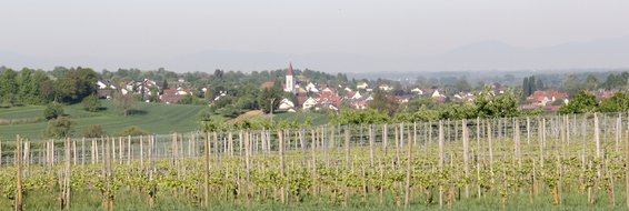 Volksbank Lahr eG - Filiale Oberschopfheim in Friesenheim in Baden - Logo