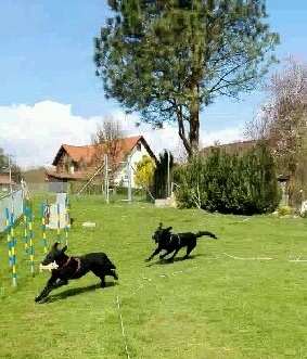 Hundeschule Vademecum Canis in Pegnitz - Logo