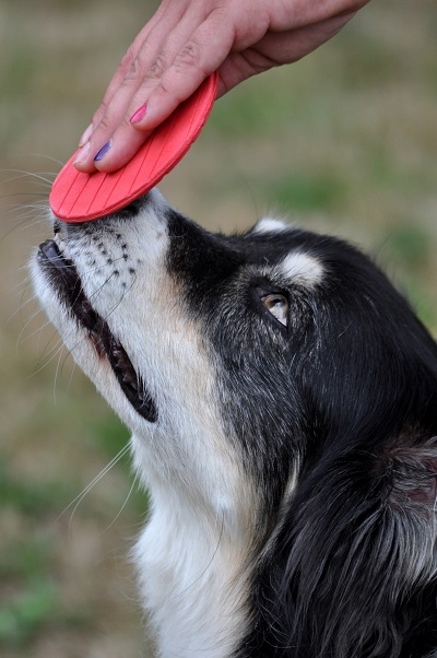 Dogs & Dance in Lüneburg - Logo