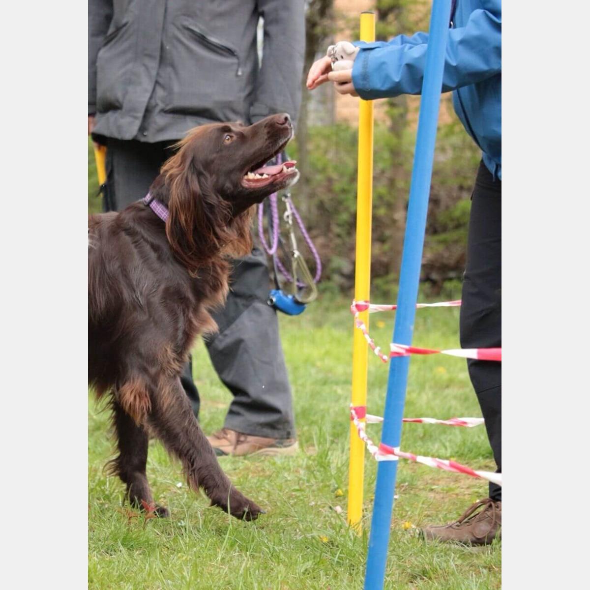 Hundeschule Dogfit in Renningen - Logo