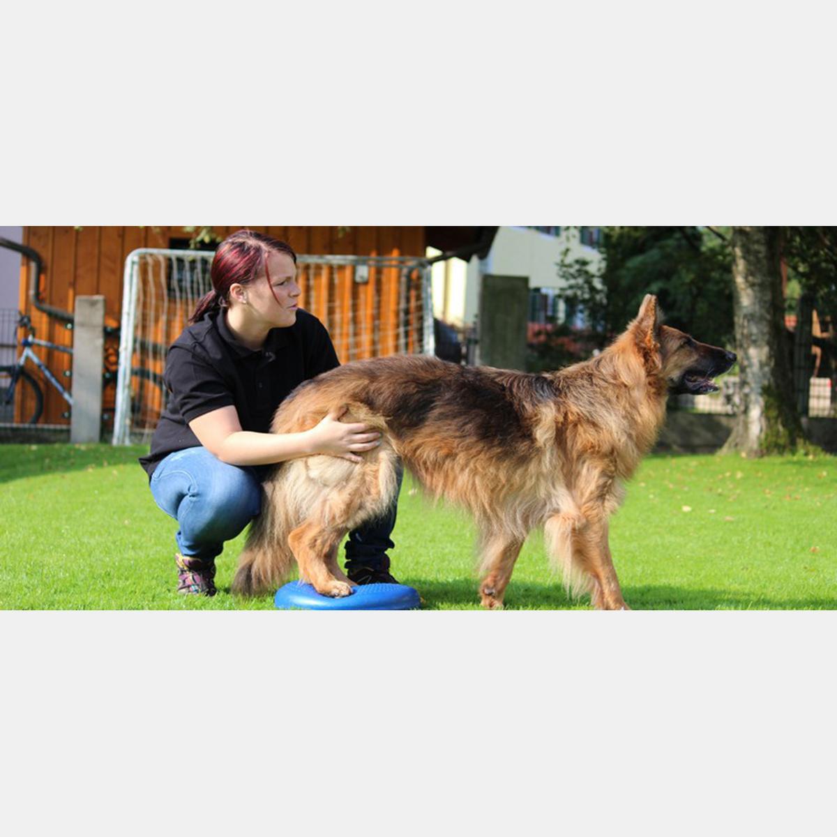 Dogs Reha - Reha Training für Hunde in Bad Reichenhall - Logo