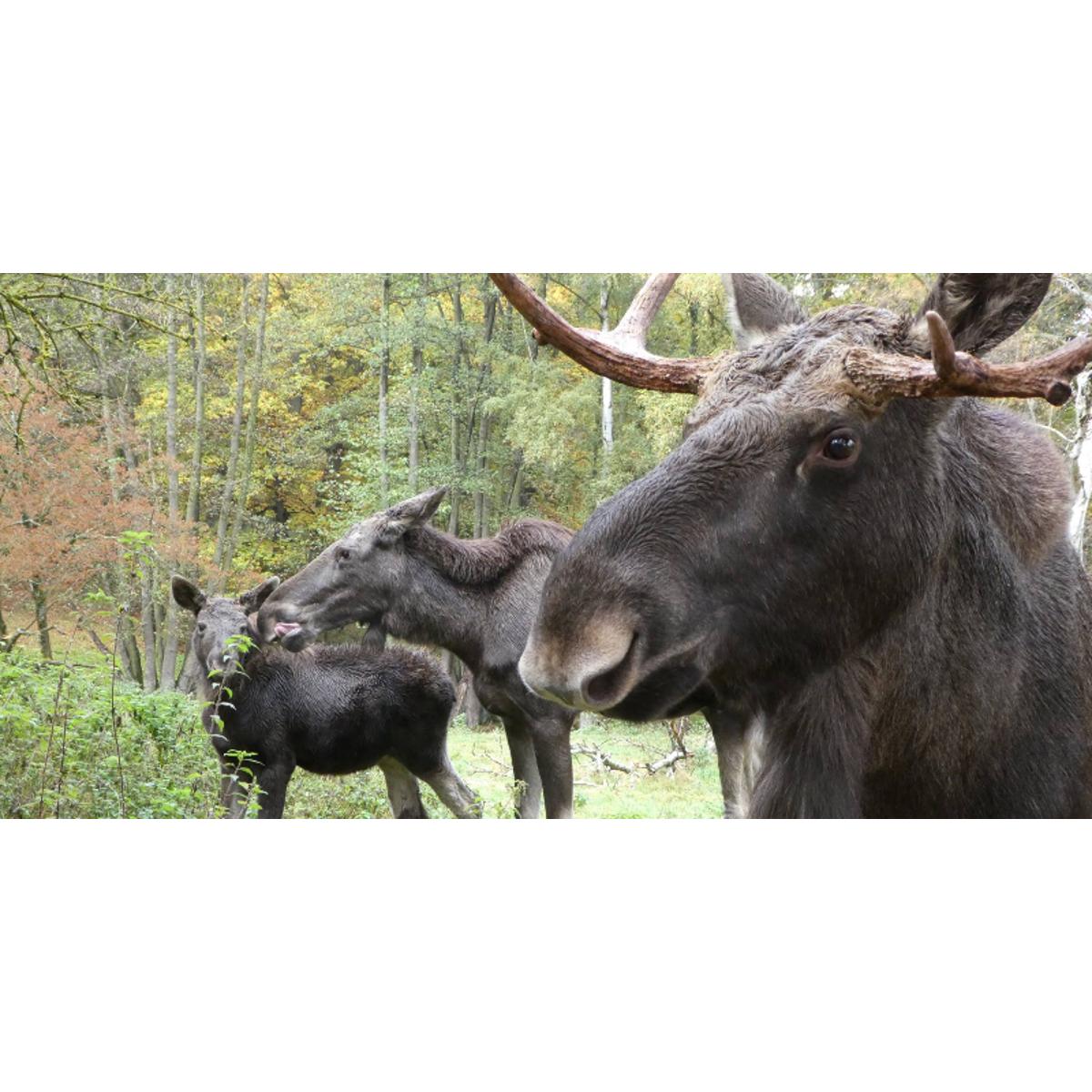 Hochwildpark Rheinland GmbH in Mechernich - Logo