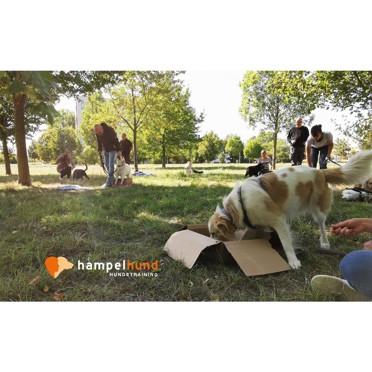 hampelhund Hundetraining in Frankfurt am Main - Logo