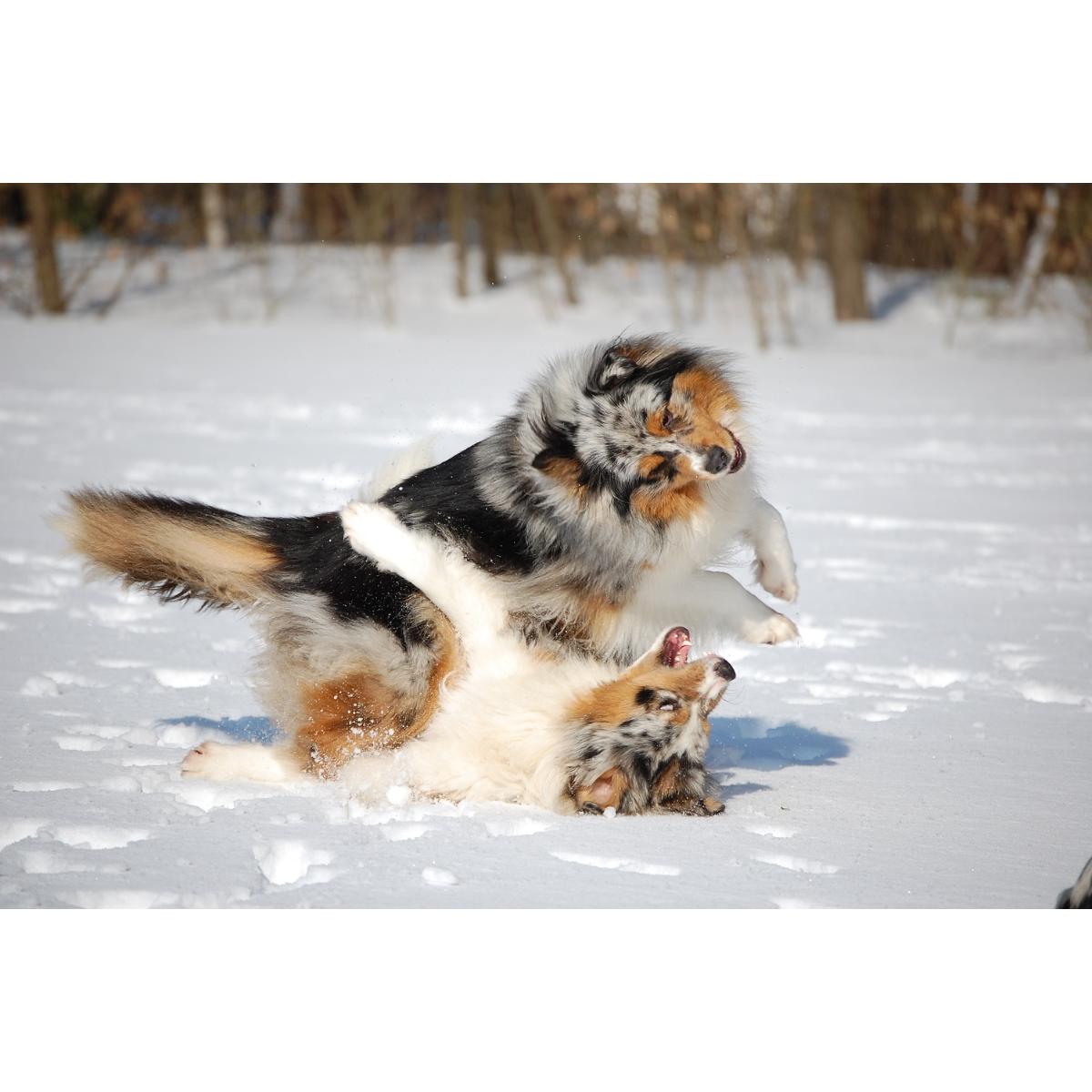 Rosebud of Crana Australian Shepherds in Kronach - Logo