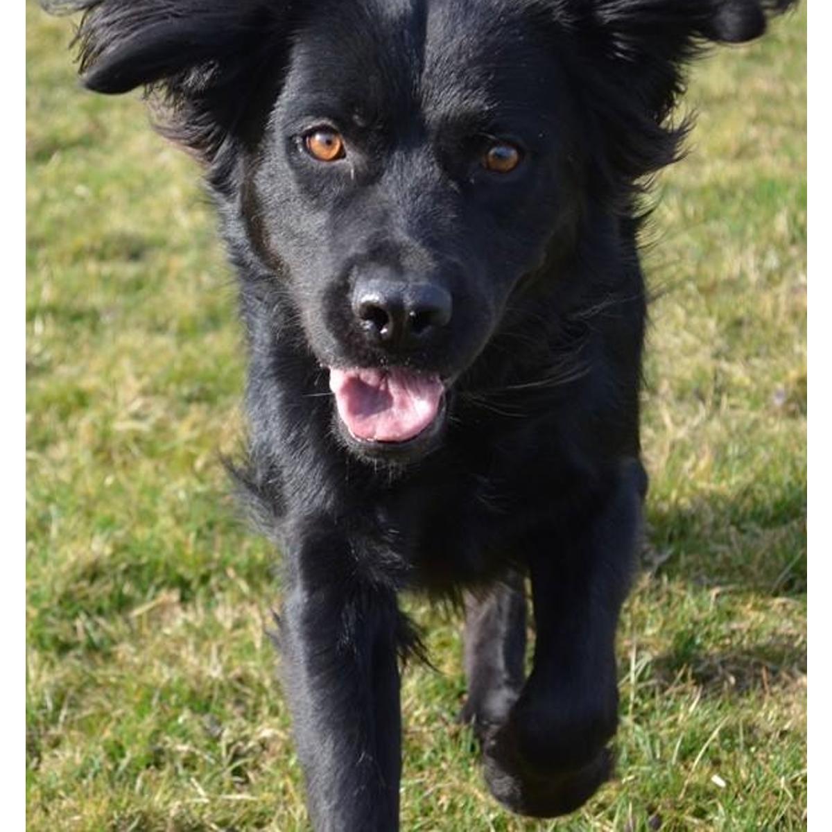 Hundeschule Waldhessen 2.0 in Heringen an der Werra - Logo