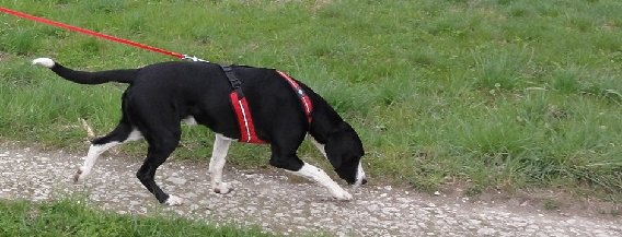 Hundeschule Findehunde.de in Halle in Westfalen - Logo