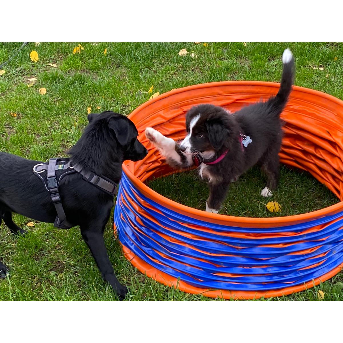 Hundeschule Waldblick in Heideck - Logo