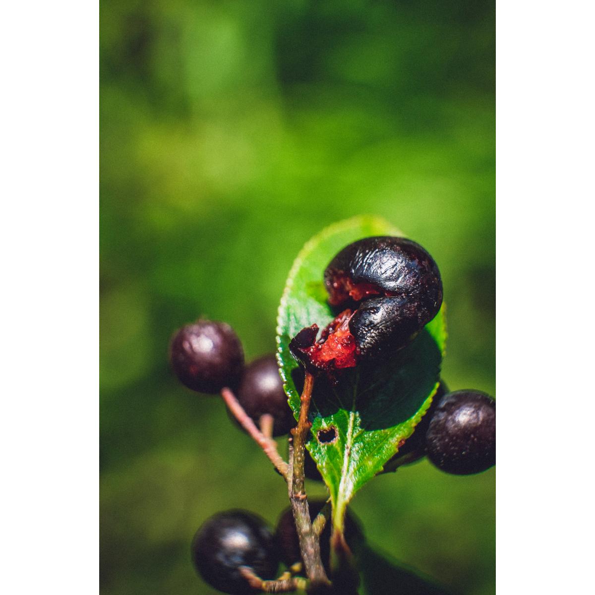 Aronia vom Langlebenhof in Passau - Logo