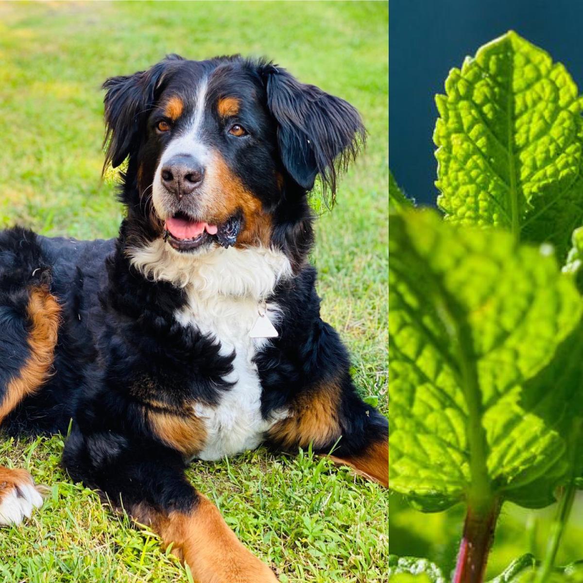 Hand aufs Pferd/Hund-Natural Kräuter in Deidesheim - Logo