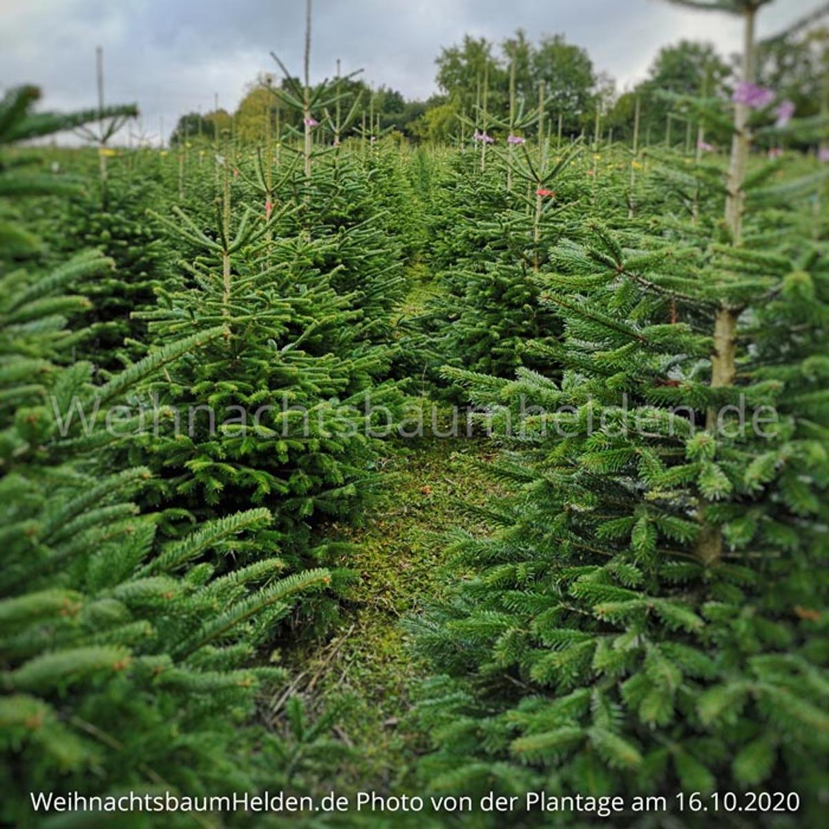 Weihnachtsbaum Helden in Hainburg in Hessen - Logo