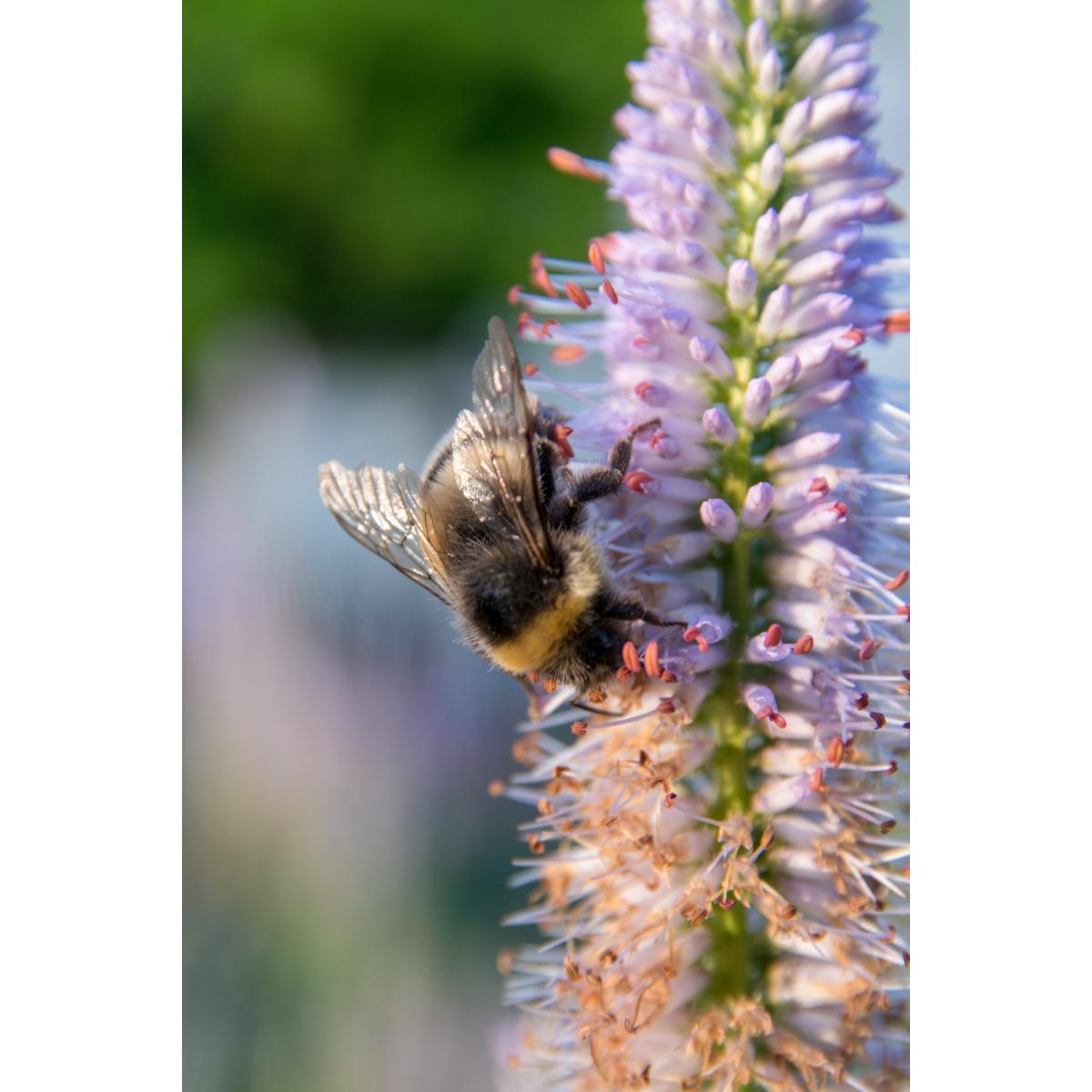 Gartenliebe, Inh. Silke Bornschein - Logo