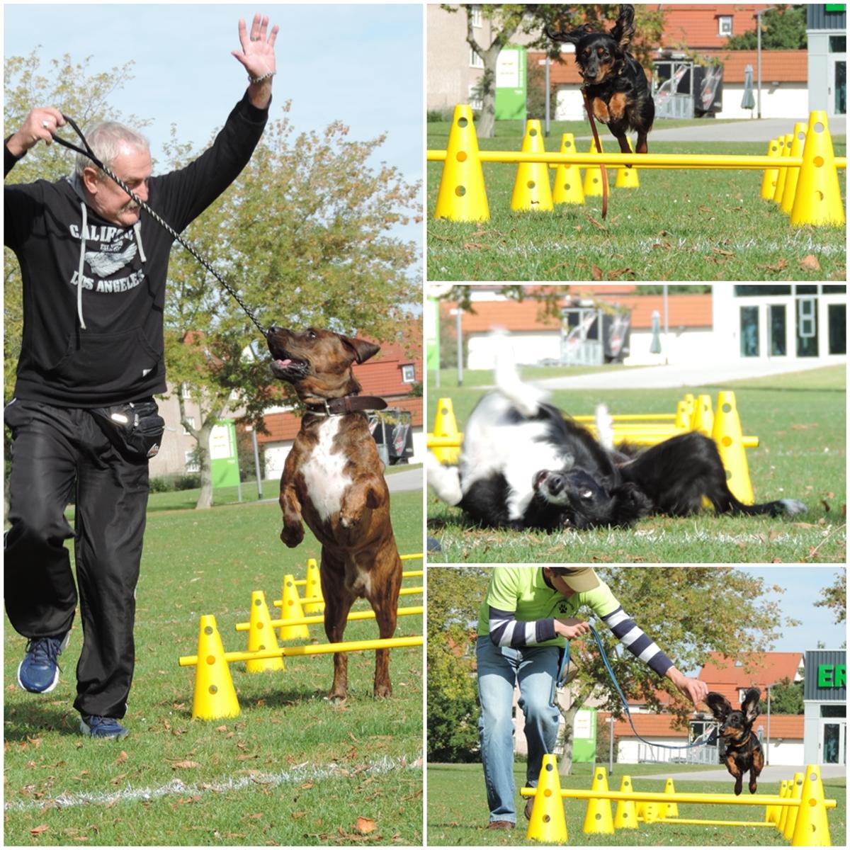 IG Familienhunde Halle in Halle (Saale) - Logo