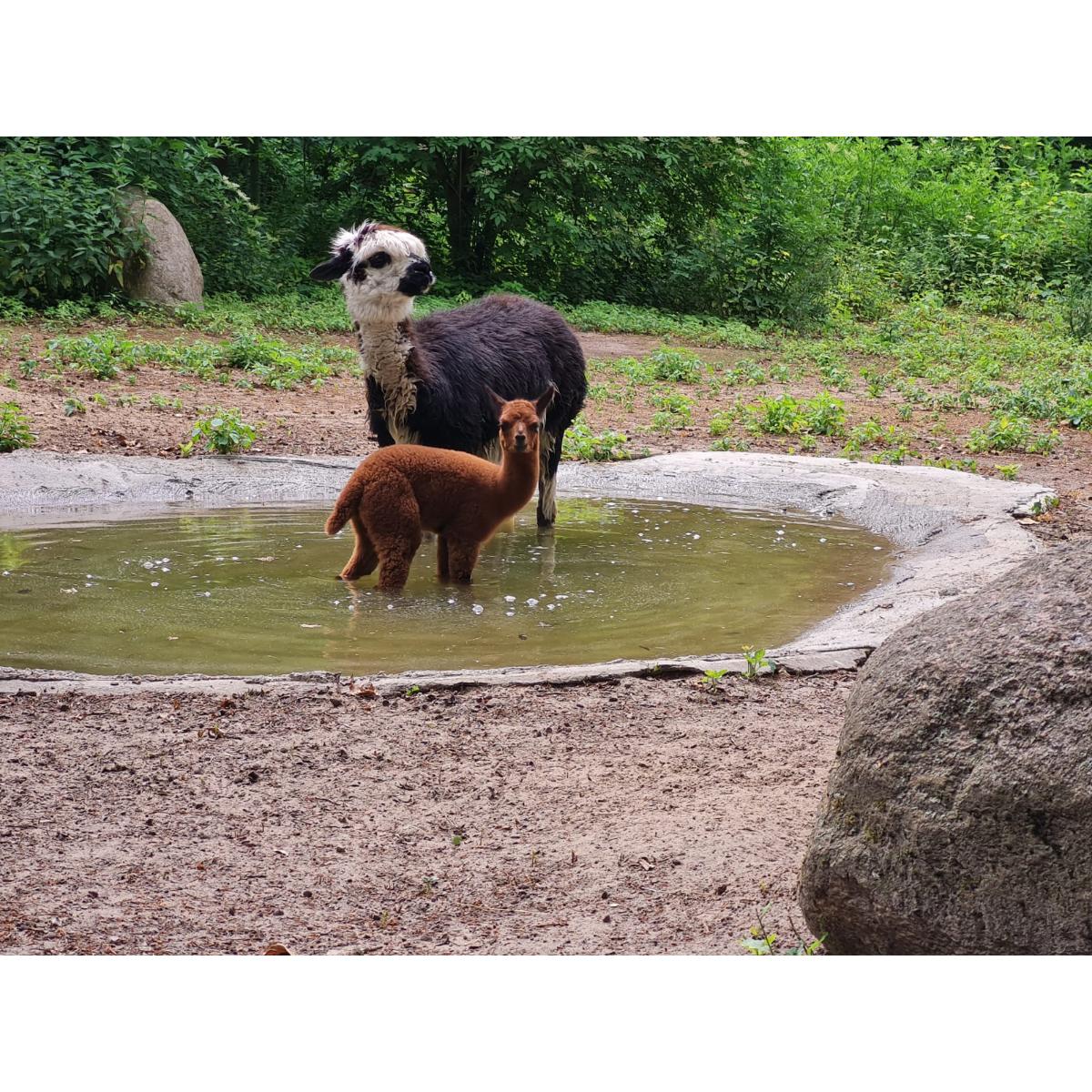 Tierpark Wolgast in Wolgast - Logo