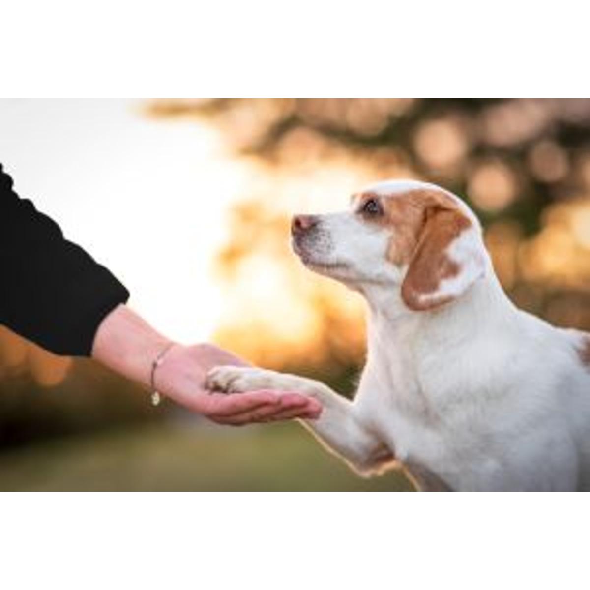 Hundeernährungsberatung GesHundheit in Wustermark - Logo