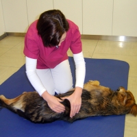 TheraVet Hundephysiotherapie Kirsten Pientka in Wuppertal - Logo