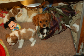 Cavalier King Charles Spaniel von 