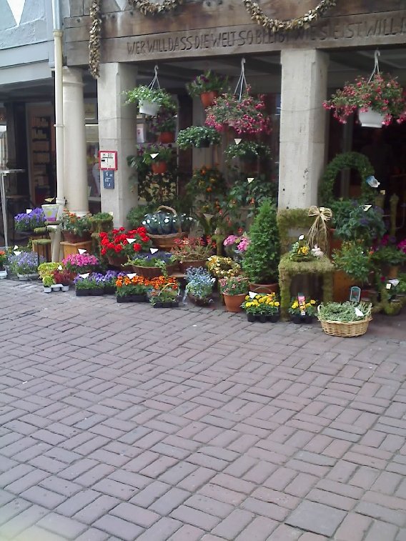 Angel Flower - Blumenshop in Wolfenbüttel - Logo