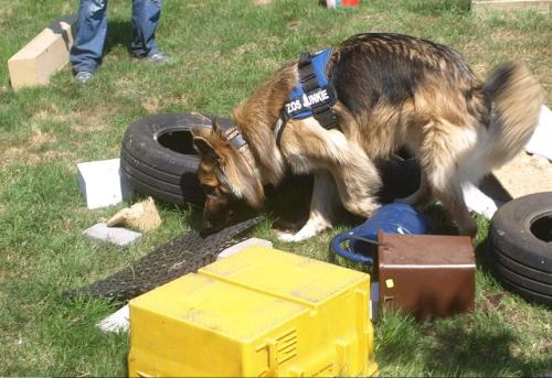 Toms Dogs School in Gnarrenburg - Logo