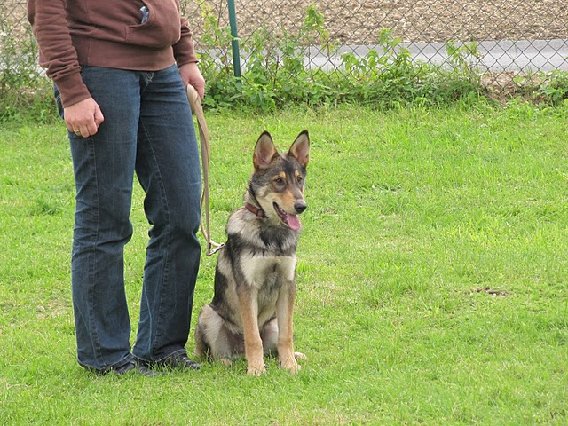 Milows-Hundepension in Schwalmtal am Niederrhein - Logo