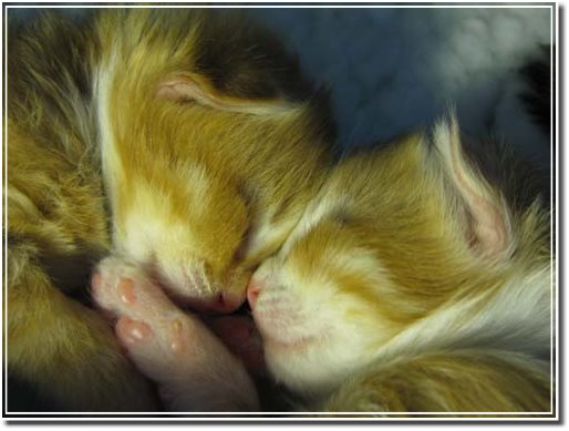 Katzenzucht Norwegische Waldkatzen in Sandbek Stadt Kappeln an der Schlei - Logo