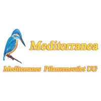 Mediterranea Mediterranes Pflanzenoutlet in Brüggen am Niederrhein - Logo